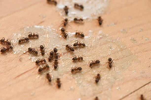 Orangeburg, NY Pest Control Pros